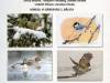 Bild 1 av Nordic Wildlife Art